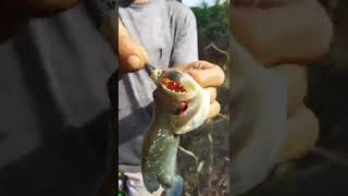 PIRANHA BRANCA RIO DE AGUAS SUJA #pescaria #inshot #natureza #ticktock