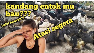 Begini!!! cara agar kandang entok tidak bau