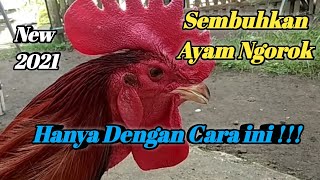 OBAT AYAM PELUNG NGOROK DENGAN CARA SEDERHANA (PALING AMPUH)