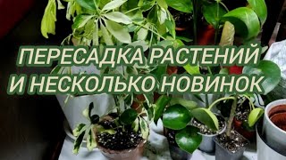 Пересадкаи обзор новинок    #мои растения #plants #пересадка