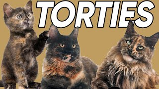 5 Terrific Facts About Tortoiseshell Cats!