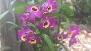 Dendrobium Red Emperor Prince