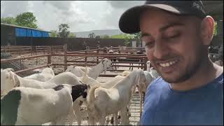 SANJARI GOAT FARM | KA GULABI SOJAT BAKRO KA LOT | BHIWANDI MAPOLI ROAD