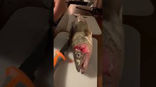 walleye is some good eating #fishing #walleye #fishinglife