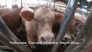 OUR BIG MOVE! farming in France| calving and livestock