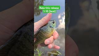 Light toss #fishing #catchandrelease #creekfishing #sunfish #bluegill #shorts #cool