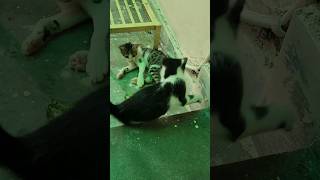 Super active kittens 😸 #kittty #cat #kitten #catlover #funnykittens #crazykitty #shortsvideo