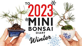 12月、年末のミニ盆栽たち ～春からの成長【Bonsai diary 盆栽日記 12/31】初心者でもできる園芸、盆栽の育て方 松 モミジ maple pine EOS R5