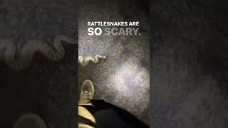 Are Rattlesnakes Scary? (Rattlesnakes don’t chase you… but they are still venomous)