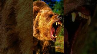 How  bears 🐻 defend themselves       #bears #animals #wildlife #facts #shorts  #scary #trending #new