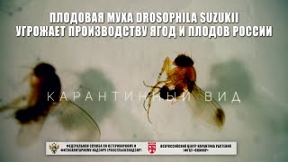 Плодовая муха Drosophila suzukii угрожает производству ягод и плодов России