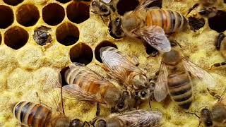 Her First Steps A New Honey Bee Is Born