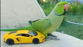 Funny Talking Ringneck Parrot Playing With Lamborghini