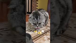 Кот и яйца! The cat loves eggs!