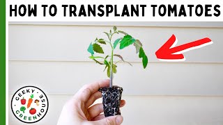 How To Transplant Tomatoes (The Right Way!)