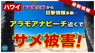 【ハワイ】アラモアナビーチ近くでサメ被害発生！事故発生前から目撃情報も…海に入る時は気をつけて！【ハワイ最新情報】【4K】