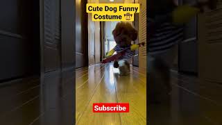 Cute Dog Funny Costume 😉#shorts #reels#dog  #puppy#ytshorts #youtubeshorts #viral #animals #costume