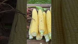 Sweetcorn Abundance #garden #allotment #allotmentgarden #allotmentlife