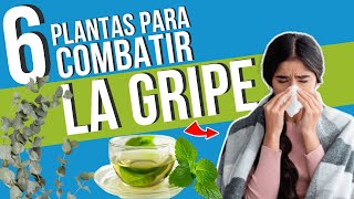 🤧 6 PLANTAS PODEROSAS para VENCER la GRIPE y el RESFRIADO 🌿 PLANTAS MEDICINALES