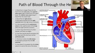 B8-6 Circulatory System, Pt 2