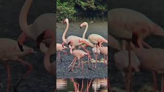 Thane Creek Flamingo Sanctuary #wildlife