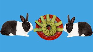 Creative Technology How To Make Vegetable For Rabbit Eat