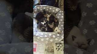 Ever See A Nest Of Kittens?! Kitty Cats