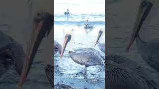 Awesome Pelicans 💖💖 on Santa Marta Colombia Waterfront