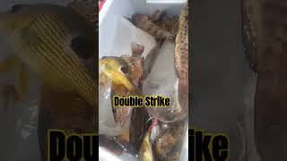 Strike gessss #fishing #customrod #shortvideo #mancing #youtubeshorts #fyp