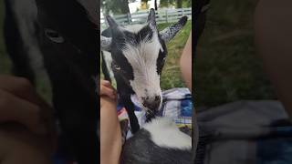 Cute baby goat sounds #cuteanimal #cute #babygoats #goat #adorable