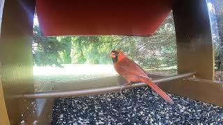 Bird Feeder Watch: Red White and Blue Day