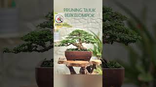 Tutorial Pruning Tajuk Berkelompok, Bonsai Sancang Mame Berkarakter Tua.