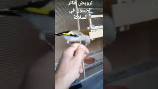 الحسون الطفرة ،فرخ يحب البيض.