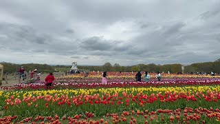 Beautiful tulips 🌷 Tulleys Tulip fest near London.