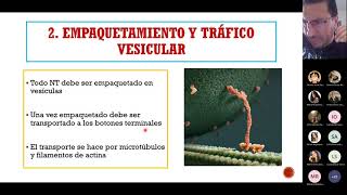 Fases de la neurotransmisión