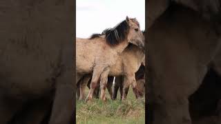 horse equestrian edit equine tiktok #equestrian #horselife #horses #fypシ #blowup (not my clips)