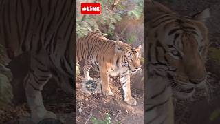 Original Tiger-India #nationalanimal #bengaltiger #nature #animallover #trending#viralvideo#shorts