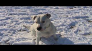 Ziggy (dogo argentino)