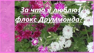 Однолетние флоксы Друммонда   в моем саду. Неприхотливые цветы: выращивание, виды, сорта.