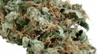 Cannabissorten dieser Welt (Some of the world's finest Cannabis strains)