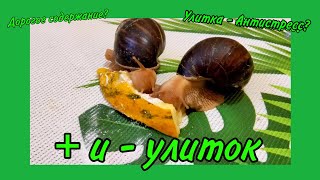 + и - улиток | Стоит ли их заводить? | Snails for you