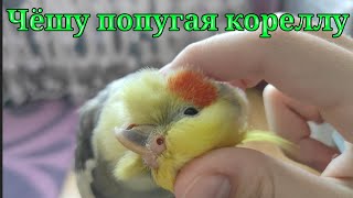 Чёшу попугая кореллу)