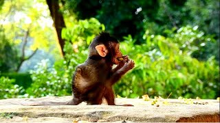 Most adorable cute baby Branda leave mom forage food on stone alone no mom care her