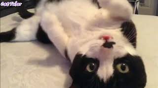 If You're Happy And You Know It Say MEOW - Cute Funny CAT