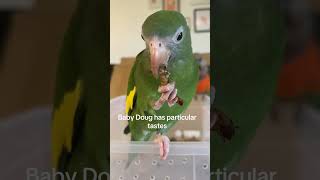 Parakeet loves to eat bugs. #parakeet #birdeating #parrot #birds