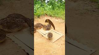 Easy Trap Techniques // Quail Trap #short