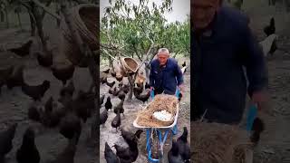 Ide Cerdas Kakek Tua Berpengalaman Mengumpulkan Telur Ayam Kampung Dengan Alat Sederhana #shorts