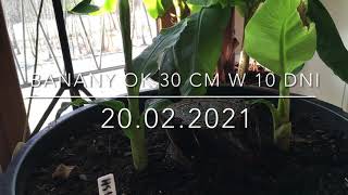 153.🌴🍌Banany 30cm w ok. 10 dni musa acuminata 'Dwarf Cavendish'🍌🌴20.02.2021🍌🌴