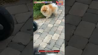 pappyes new short video /dog funny clips