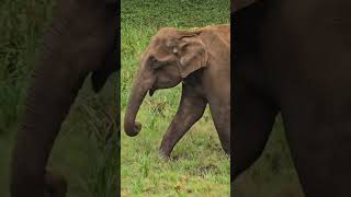 Why Elephant is important? #shorts #youtubeshorts